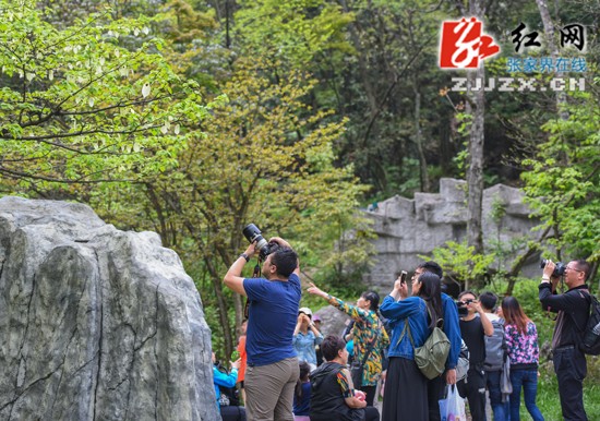 迎五一市花“鴿子花”盛開正嬌艷